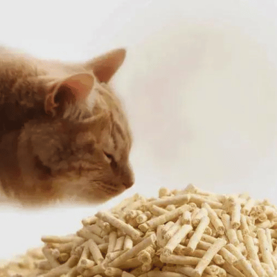 Cat curious about tofu cat litter