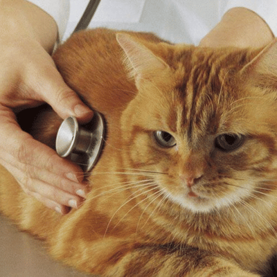 Cat at the vet office for routine check-up