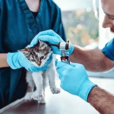 Cat getting a check-up at the vet