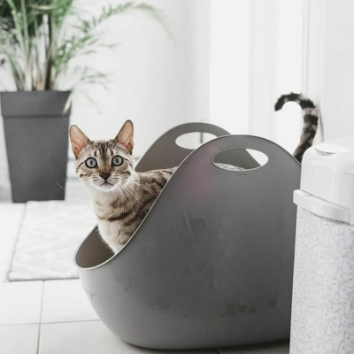 Kitty being surprised in a litter box