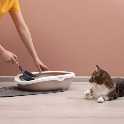Kitty watching its litter tray being cleaned