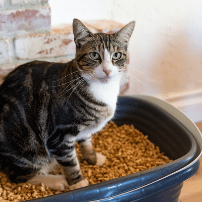 Cat who has just finished his business in a tofu cat litter box