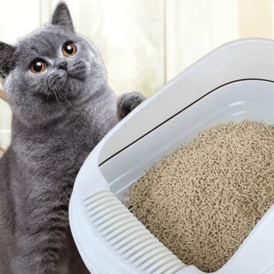 Cat about to enter a litter box filled with tofu cat litter