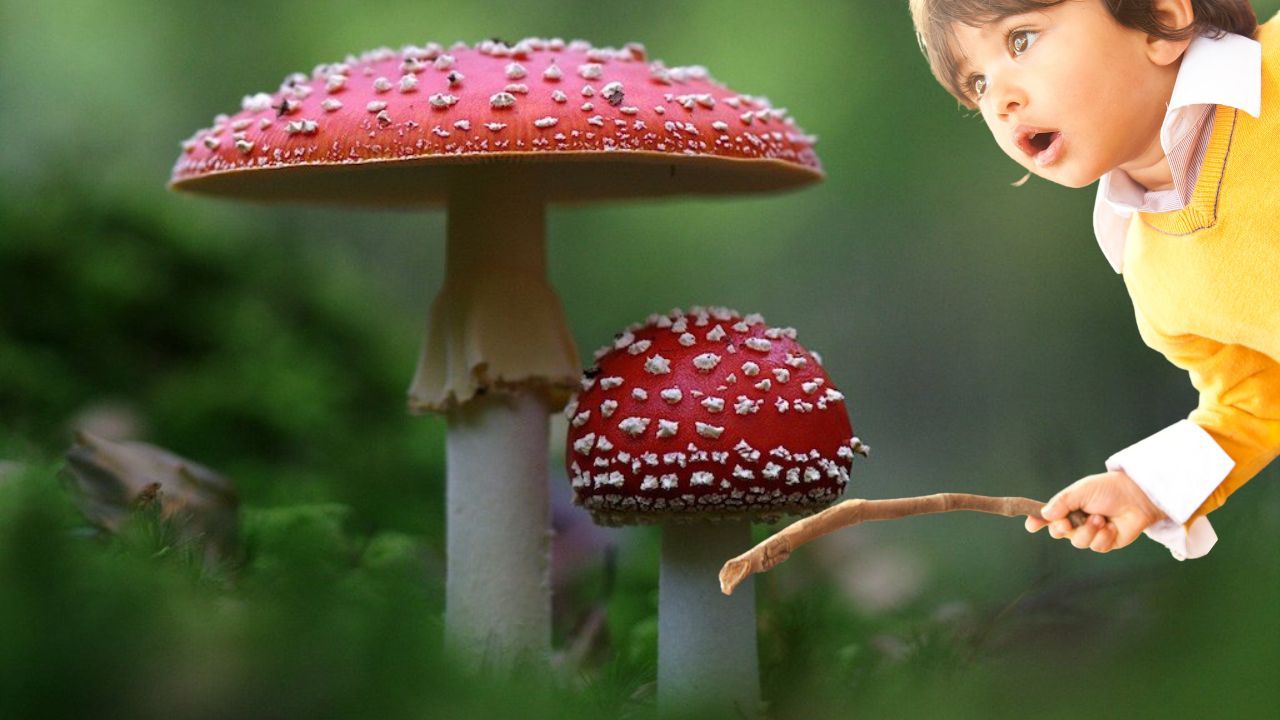 Boy In Awe of Lucky Mushroom