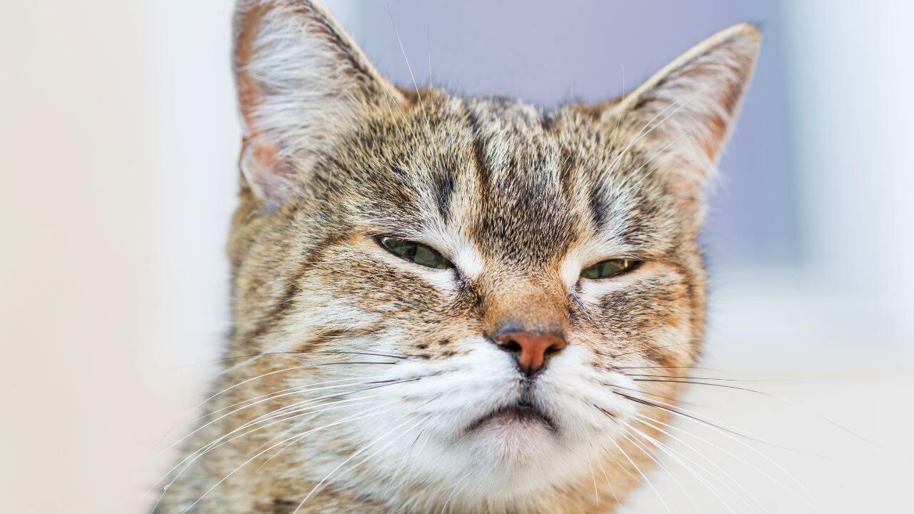 Cat wondering if tofu litter is good for cats