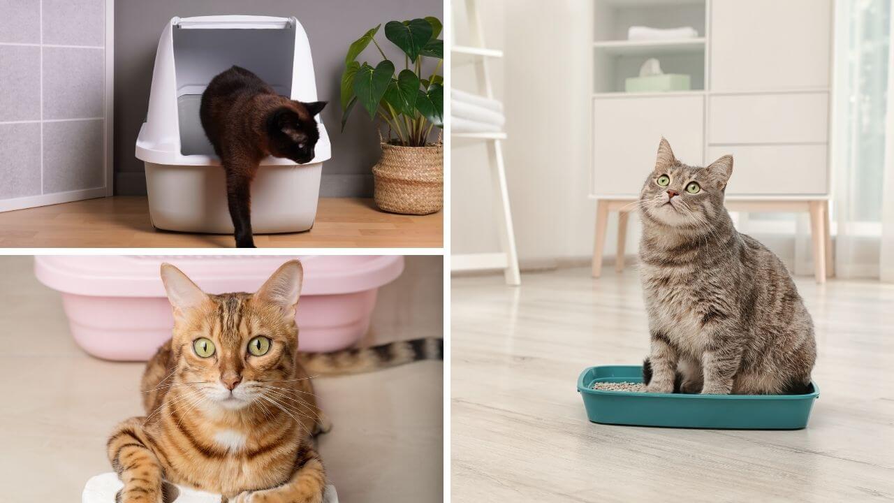 5 Tofu Cat Litters That Are Magic In A Box And Your Cat Will Thank You!