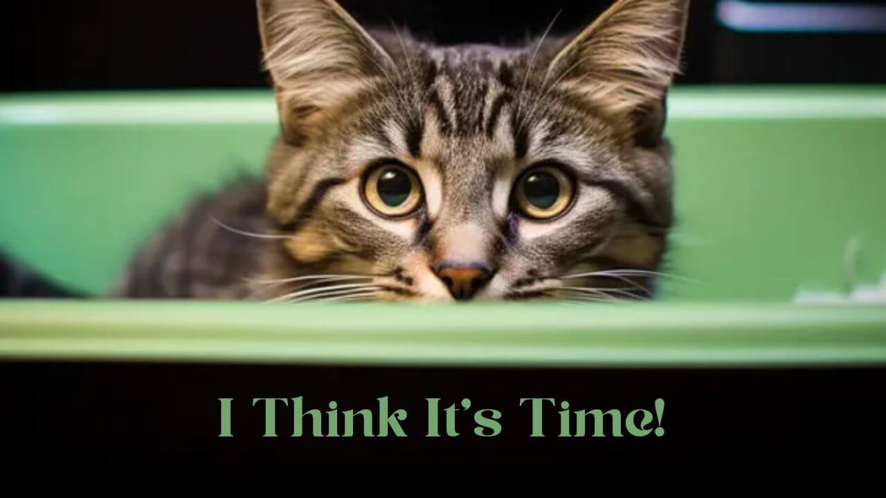 Kitty ready to have his tofu cat litter changed