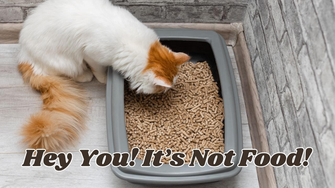 Cat thinking of eating tofu litter in its litter box