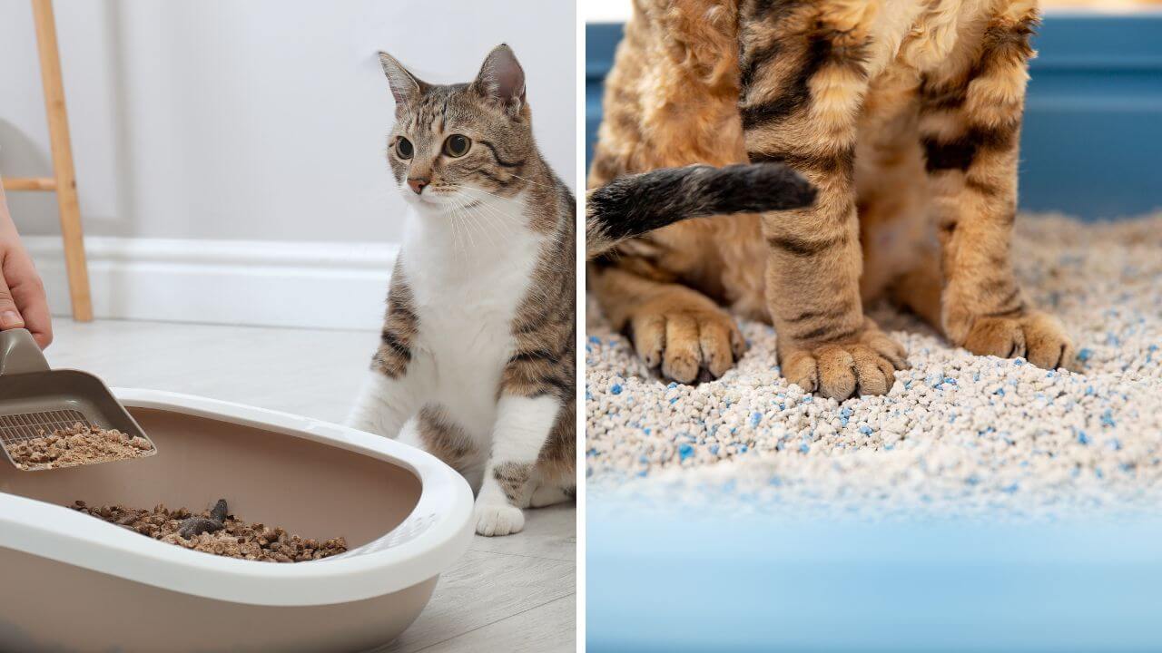 Cat enjoying tofu cat litter and a cat enjoying clay litter