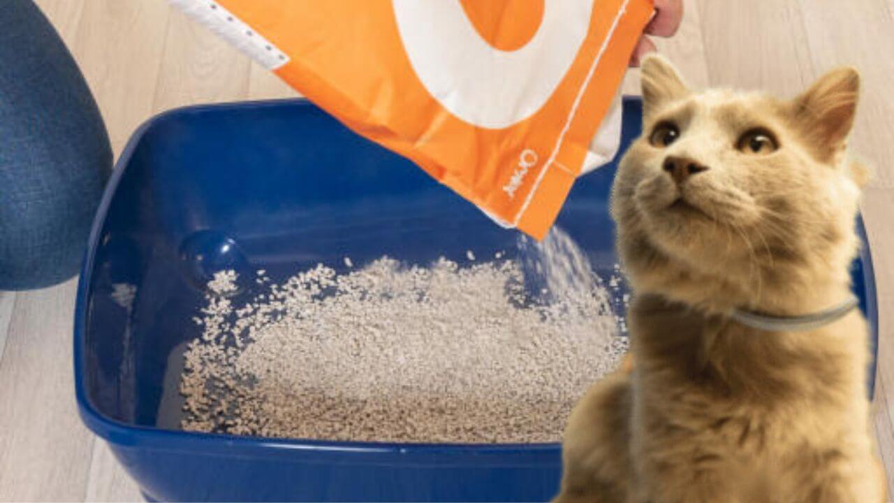 Cat wondering what tofu cat litter is.