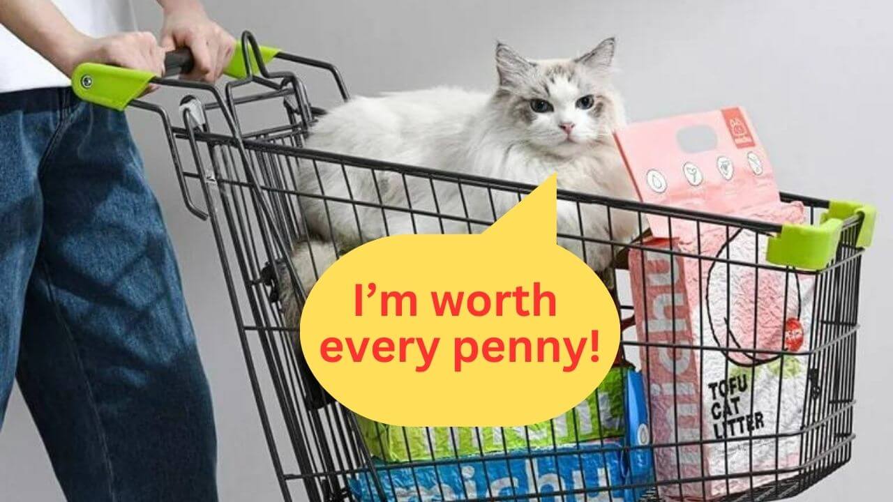 Cat in a shopping cart with expensive tofu cat litter