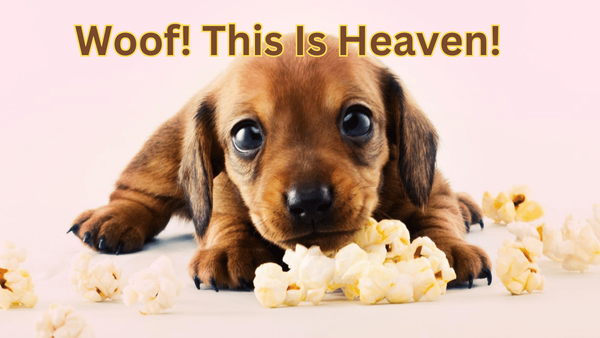 Popcorn, a Safe and Tasty Treat for Dogs? A Comprehensive Guide