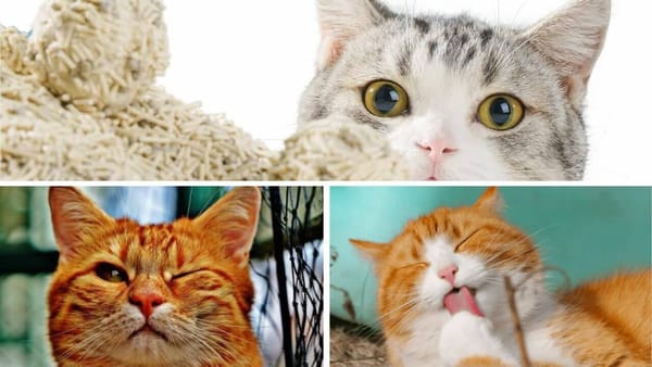 Is Your Tofu Cat Litter Attracting Bugs? A Helpful Guide for a Solution!