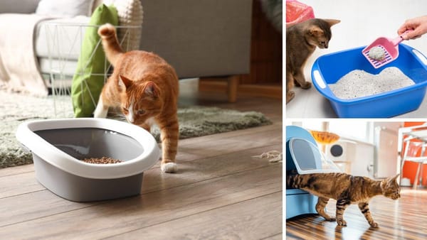 Does Tofu Cat Litter Clump Urine Effectively? The Surprising Truth